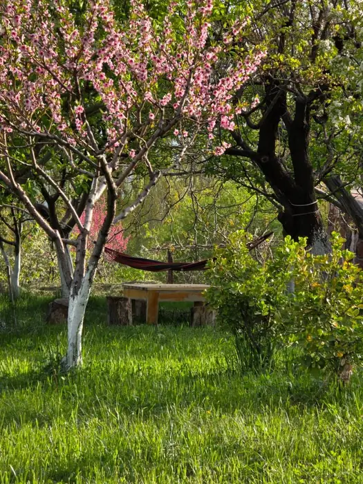 Peach tree in pink blossom with a hammock strung behind it