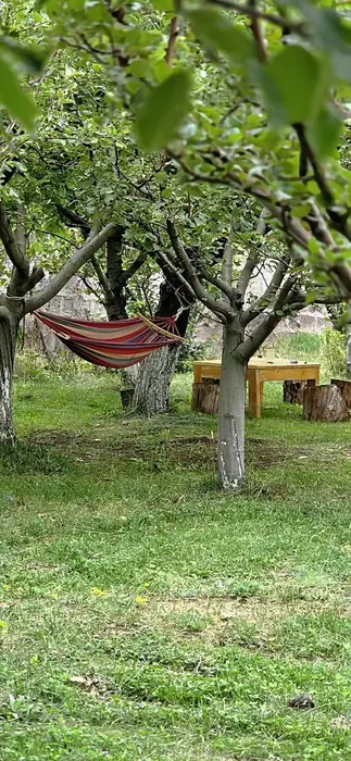 Hammock and wooden table set among apple trees